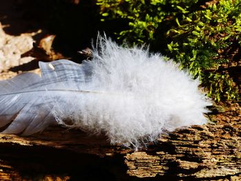 Close-up of feather