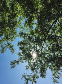 Low angle view of tree against bright sun