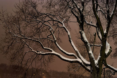 Bare tree against sky at night