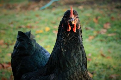 Close-up of a bird on field