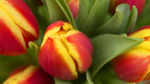 Close-up of red flower