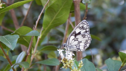 Close-up of butterfly on plant