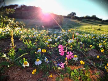 View of flowering plants on field against bright sun