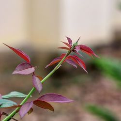 Close-up of plant during autumn