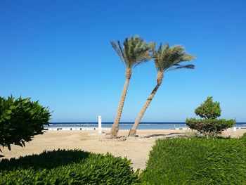 Palm tree by sea against clear blue sky