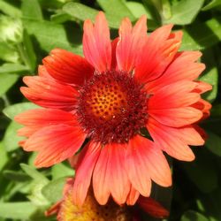 Close-up of red flower blooming outdoors