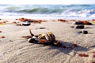 Surface level of sandy beach