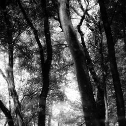 Low angle view of bamboo trees in forest