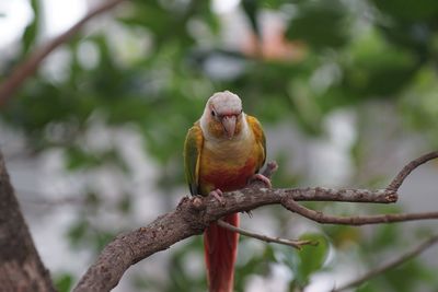 Close-up of bird perching on branch