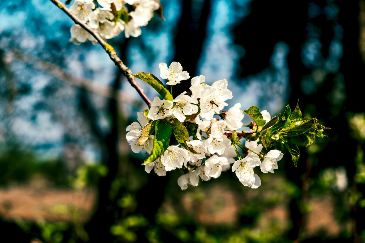 CLOSE-UP OF WHITE CHERRY BLOSSOMS