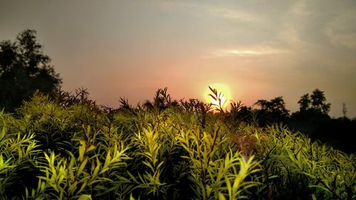 Close-up of plants growing on field against sky