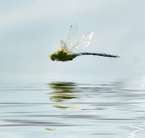 Close-up of dragonfly flying over river