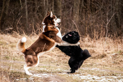 Full length of dogs fighting on field