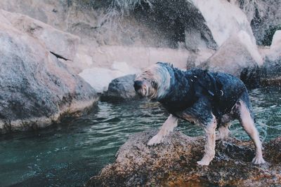 Wet dog shaking off water on rock by river