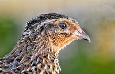 Close-up of a bird