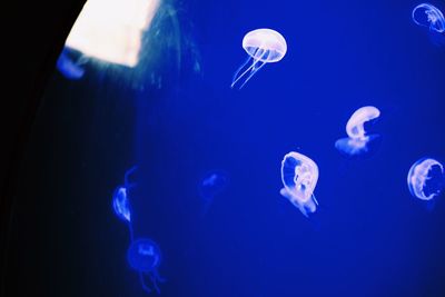 Jellyfish in sea
