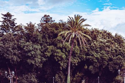 Low angle view of trees against sky in forest