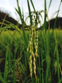 Close-up of flowering plant on field