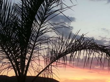 Low angle view of silhouette palm trees against sky at sunset