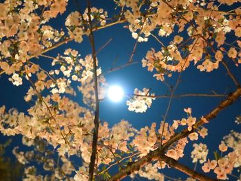 Low angle view of cherry blossoms against sky