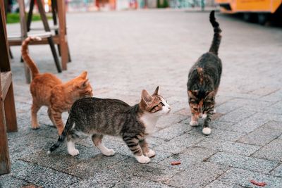 Cats on footpath