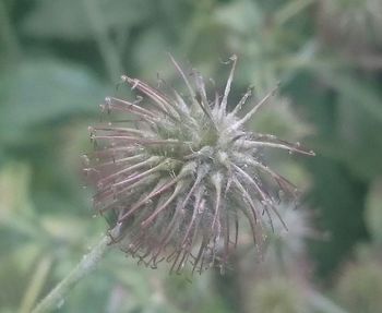 Close-up of plant against blurred background