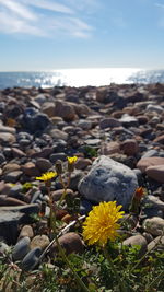 Close-up of yellow flower on beach against sky