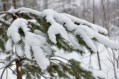 Close-up of snow covered pine tree