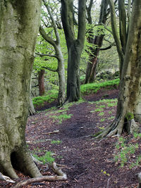 Trees in forest