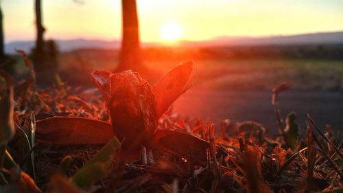 Close-up of plants at sunset