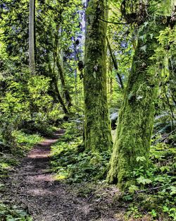 View of trees in forest