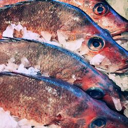 High angle view of fish for sale in market