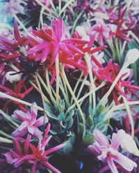 Close-up of pink flowers