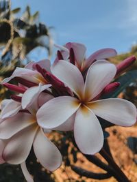 Close-up of pink flowering plants against sky