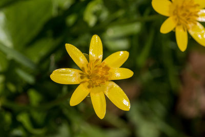 Close-up of yellow flowering plant