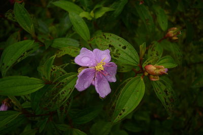 Close-up of pink flowering plant