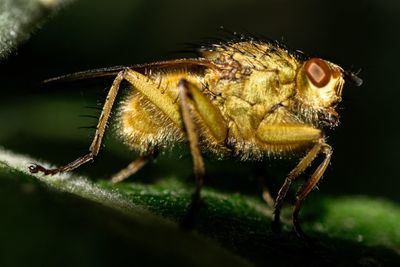 Close-up of caterpillar on leaf