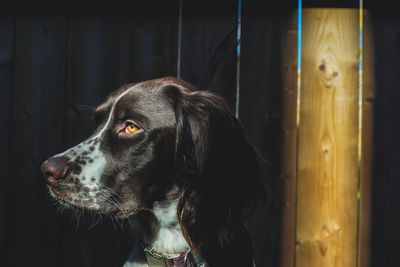 Close-up of dog looking away