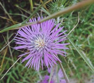 Close-up of purple flower blooming outdoors