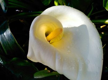 Close-up of white flowers