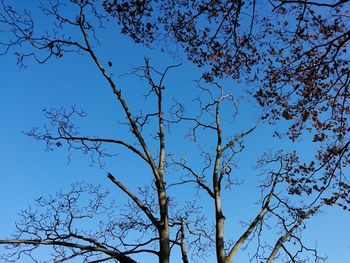 Low angle view of bare tree against clear blue sky