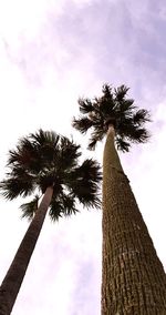 Low angle view of palm tree against sky