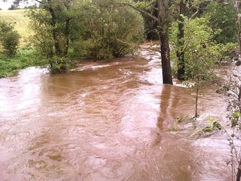 River flowing amidst trees in forest