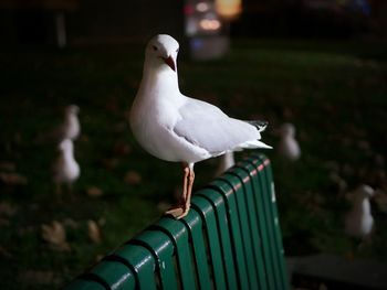 Close-up of seagull perching outdoors