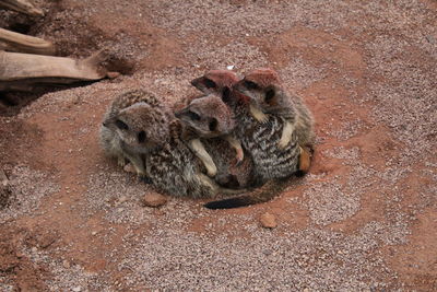 High angle view of meerkats on field at zoo