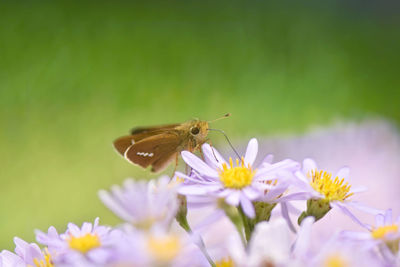 Close-up of butterfly pollinating on flower