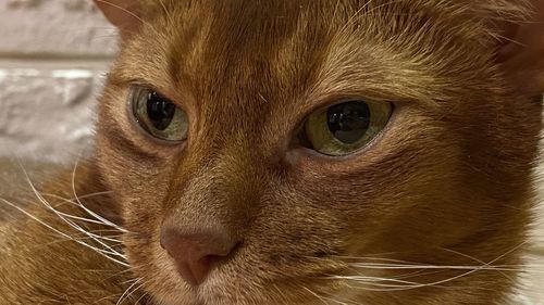 Close-up portrait of a cat