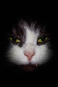 Portrait of black cat