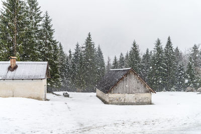 Magic of the woods during a snowfall. val saisera. italy