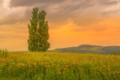 Scenic view of oilseed rape field against sky during sunset